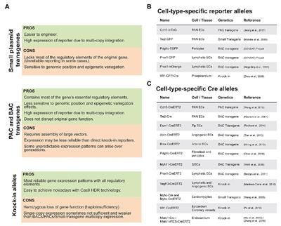 Genetic Tools to Study Cardiovascular Biology